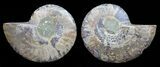 Polished Ammonite Pair - Cyber Monday Deal! #56287-1